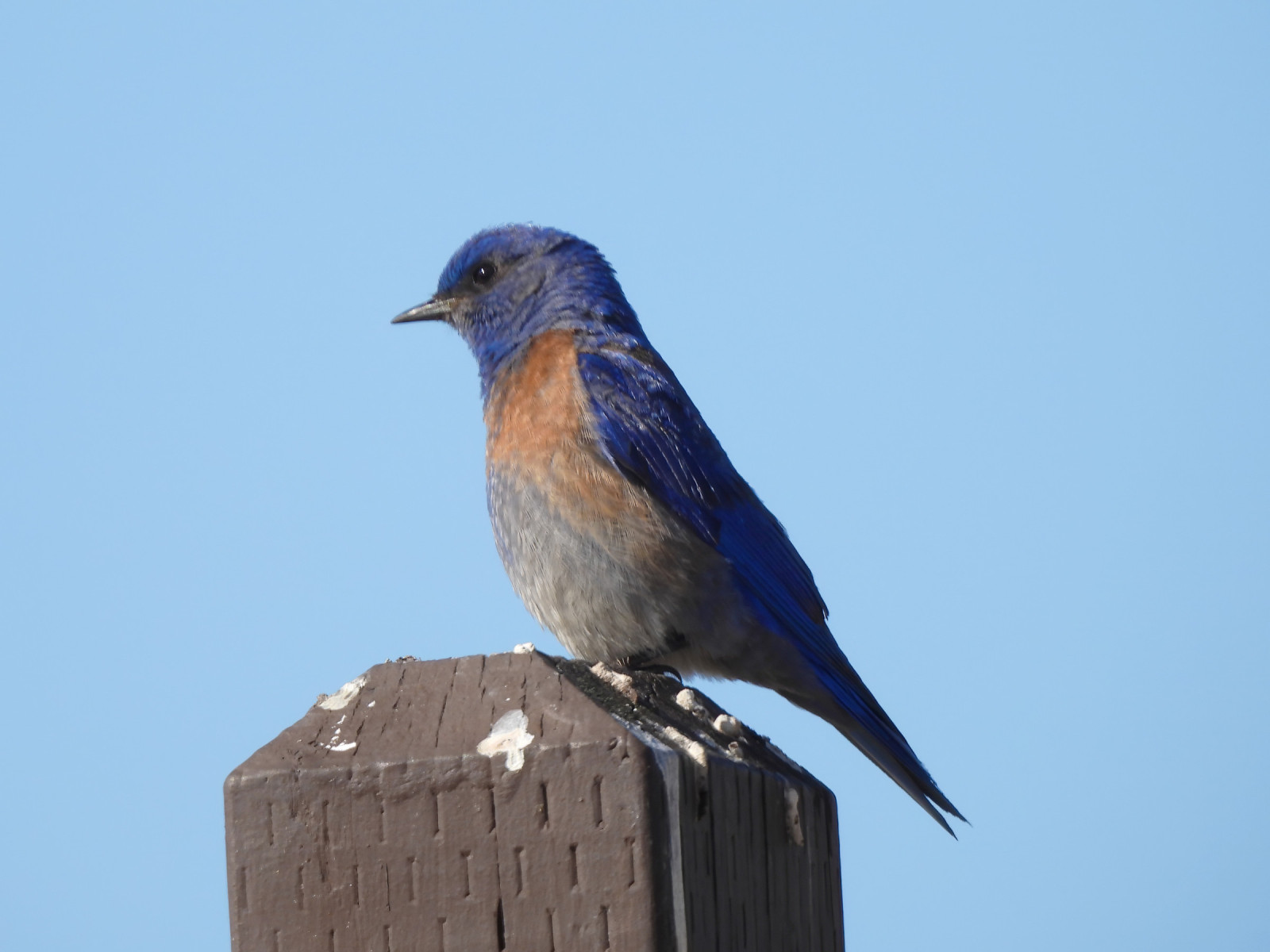 image Western Bluebird